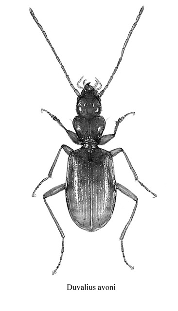 Duvalius avoni - Espèce cavernicole (Coleoptera - Carabidae) (Source : Christophe Avon)