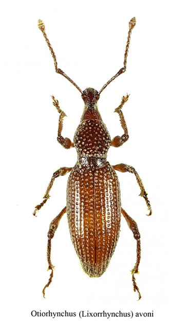 Otiorhynchus avoni (Coleoptera - Cucurlionidae) (Source : Christophe avon)