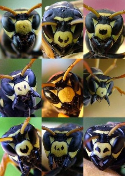 Figure : Facial variation within a colony of Polistes dominulus
