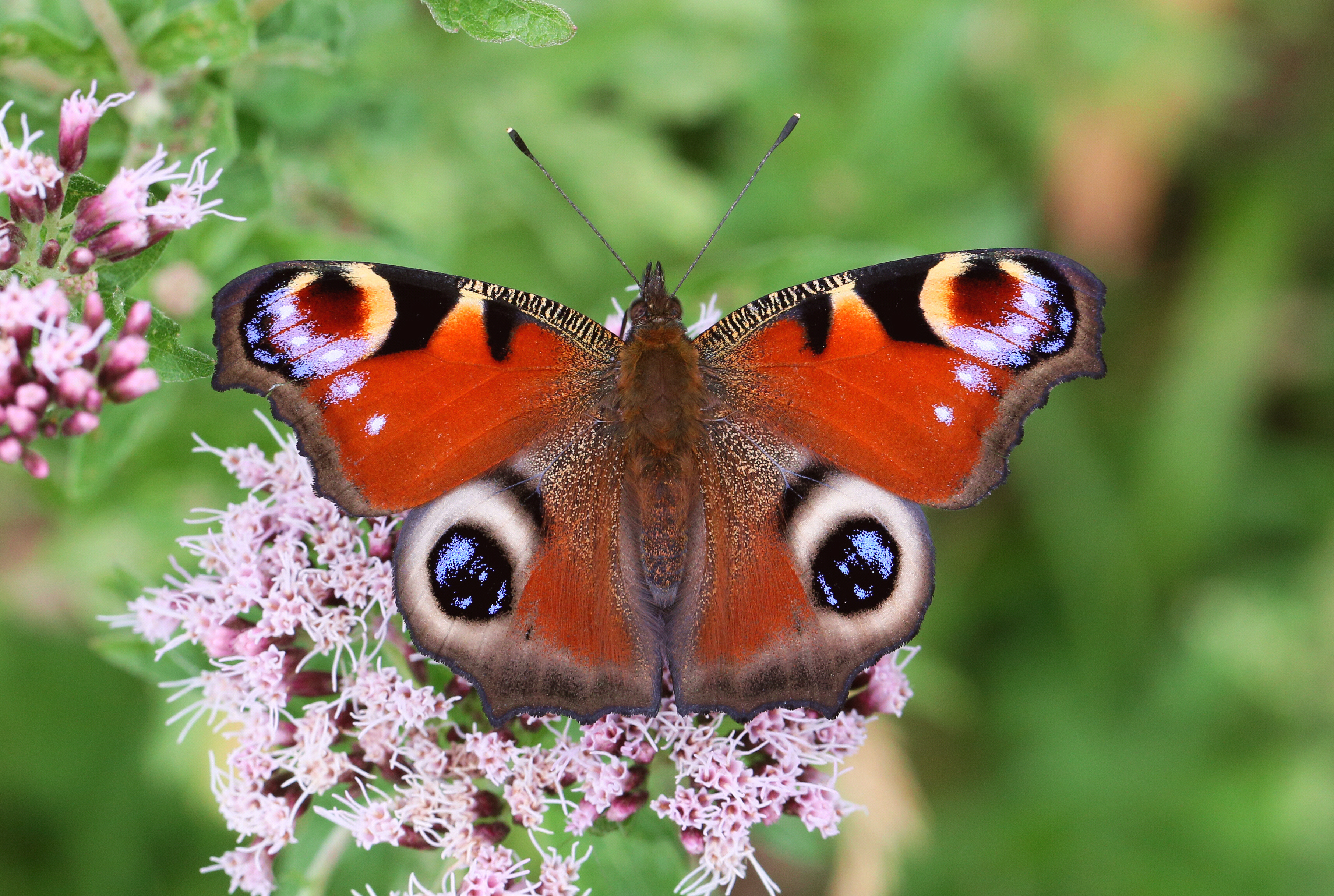 Peacock by day (Inachis io) : "Peacock", an emblematic vanesse in the United Kingdom (Source : A. Hoskins)