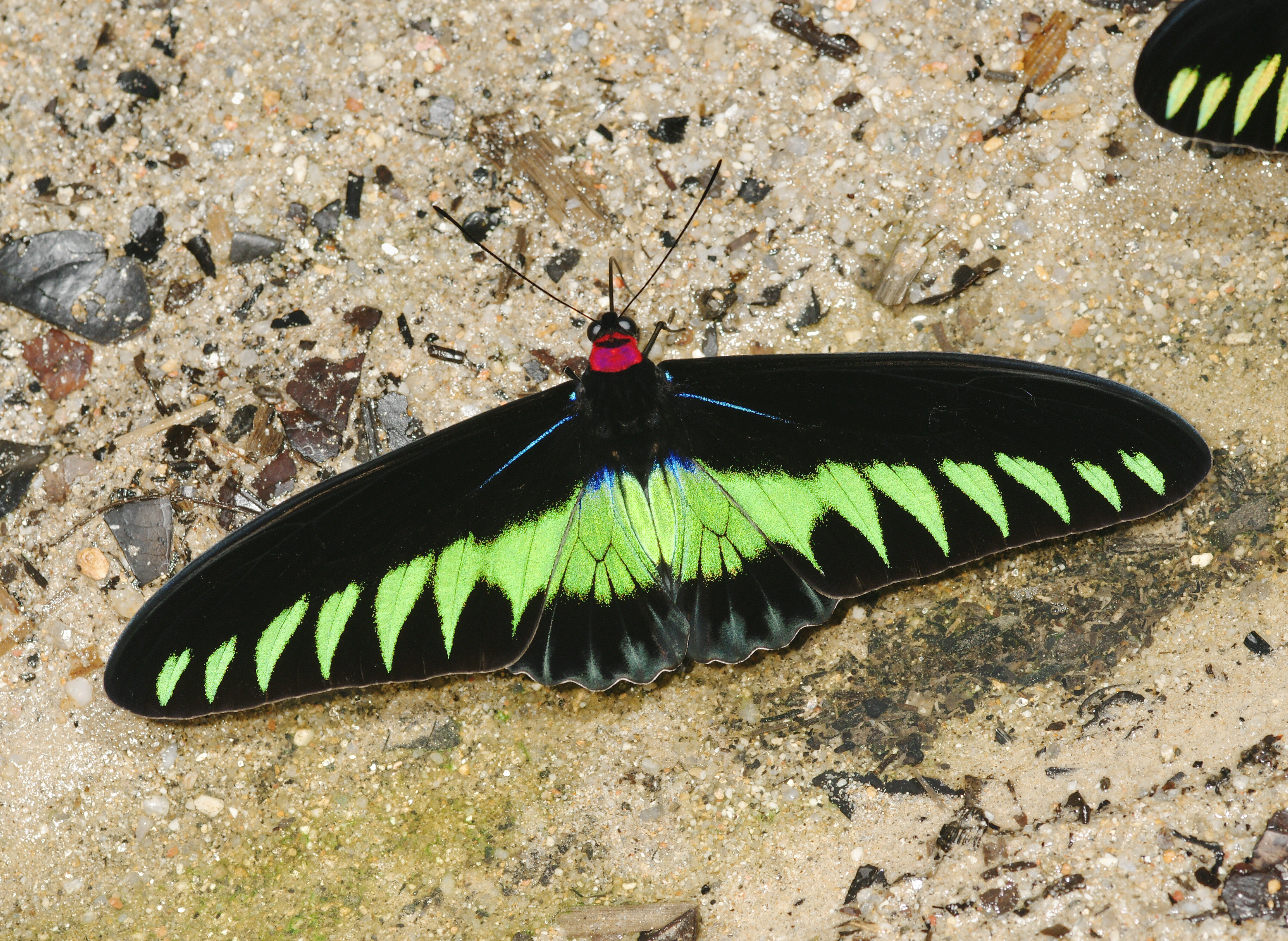 Une icône de la péninsule malaisienne : Trogonoptera brookiana (ici un mâle) (Source : A. Hoskins)