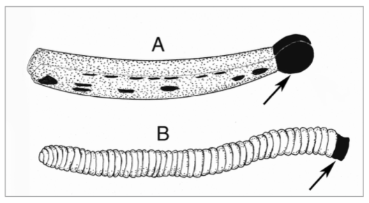 Illustration 1 : A-Pollinarium appartenant au genre Cylindrocites ; B-Pollinarium appartenant au genre Annulites - Les flèches désignant les viscidies (Source : Poinar, 2016)