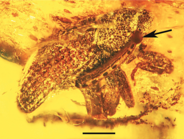 Vue latérale du charançon fossile où sont attachées les pollinies appartenant au genre Cylindrocites (Source : Poinar, 2016)