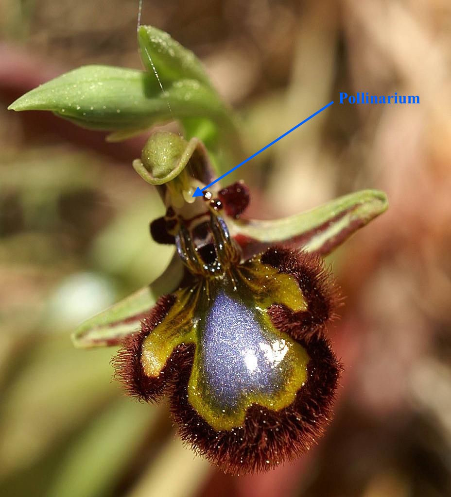 Ophrys speculum (Source : Wikipedia)