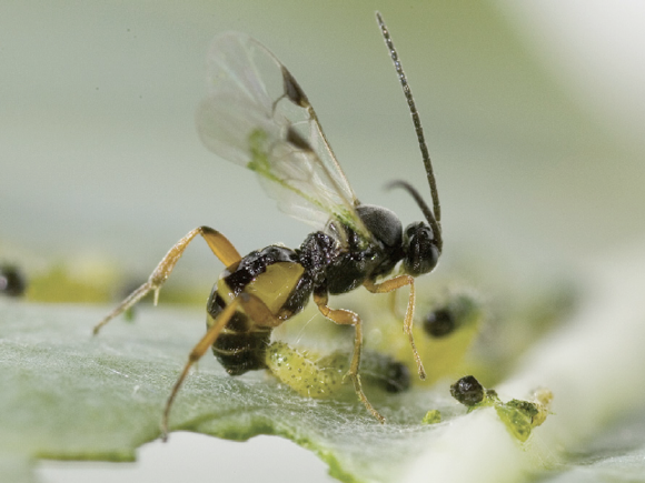 Two wasps, a caterpillar and a cabbage leaf