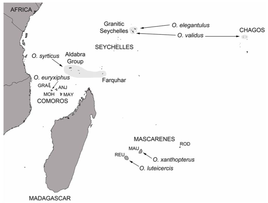 Carte de distribution des différentes espèces de Ornebius dans les iles de l'Océan Indien (REU : Réunion - MAU : Maurice - ROD : Rodrigues - GRA : Grande Comore - MOH : Moheli - ANJ : Anjouan - MAY : Mayotte) (Source : Warren et al., 2016)
