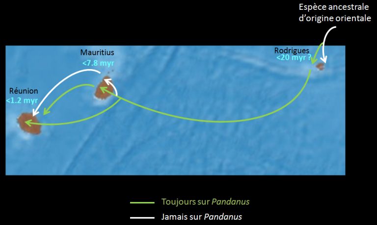 Mais d&rsquo;où viennent les Ornebius de l&rsquo;Océan Indien ?