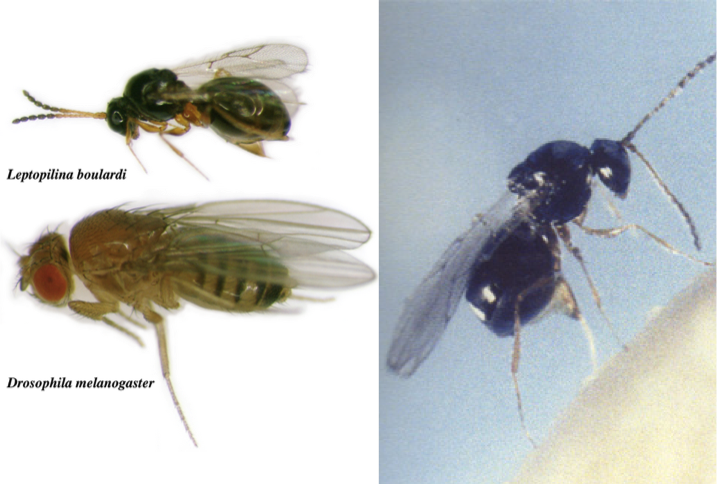 d-melongaster-parasitoide