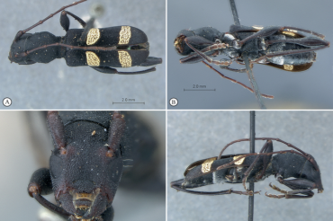 A new species of South African Cerambycidae dedicated to Nelson Mandela