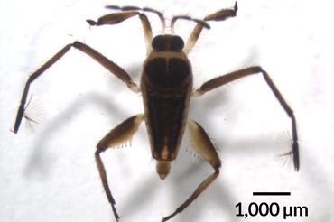 Evolution and adaptation in Rhagovelia bedbugs