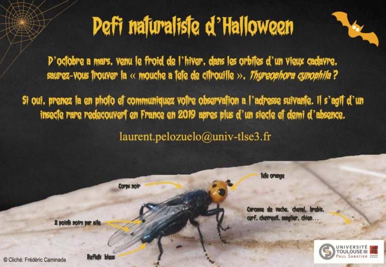 Thyreophora cynophila : le retour improbable de la mouche à tête orange !