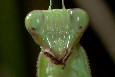 Vision des insectes – partie 3 : récepteurs physiologiques, couleurs et polarisation