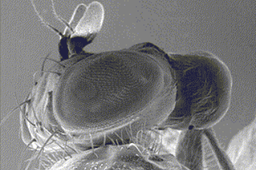 La vision des insectes (partie 2) : forme et mouvement