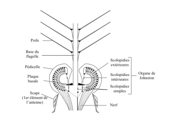 Récepteurs sensoriels chez les insectes : les Mécanorécepteurs – Deuxième partie : les organes chordotonaux