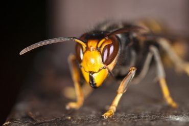 The Asian Hornet: A Recent Invasion