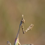 Empusa pennata (Empusidae) - France