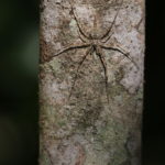 Hersilia sp. (Aranea) - Makay - Madagascar