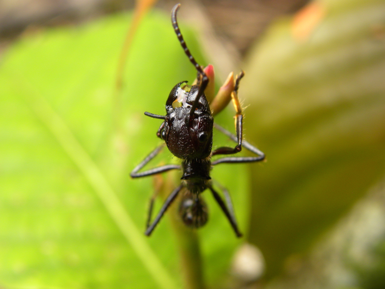 Paraphera sp. (Formicidae) - Guyane Française