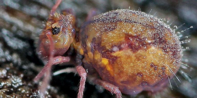Collembola: small mysterious insects