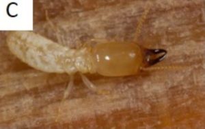 Les termites : Biologie