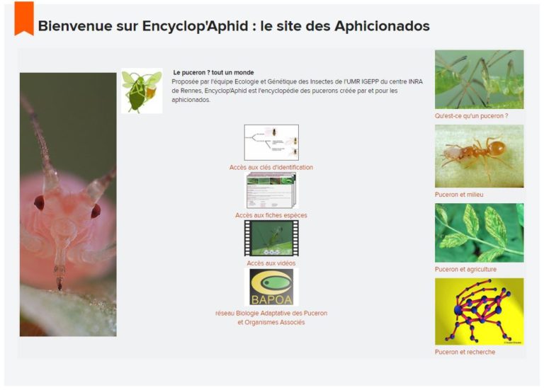 Encyclop’aphid : un site web sur les pucerons et leurs ennemis naturels. Encyclopédie créée par et pour les aphicionados !