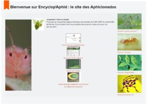 Encyclop’aphid : un site web sur les pucerons et leurs ennemis naturels. Encyclopédie créée par et pour les aphicionados !