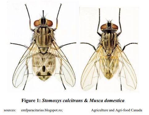 Stomoxys Calcitrans Mouthparts