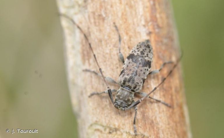 Petite histoire d’une découverte : Leiopus femoratus en France