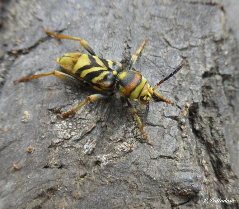 Xylotrechus chinensis : nouvelle espèce invasive arrivée d’Asie