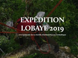 Mission Lobaye – à la recherche de Papilio antimachus en Centrafrique