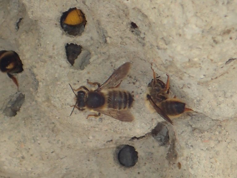 La quête du chalicodome des hangars : dans les pas de fabre