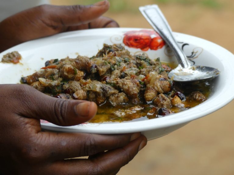 Entomoculture : conclusion d&rsquo;un tour du monde