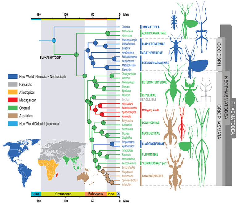 Histoire évolutive des phasmes et des phyllies