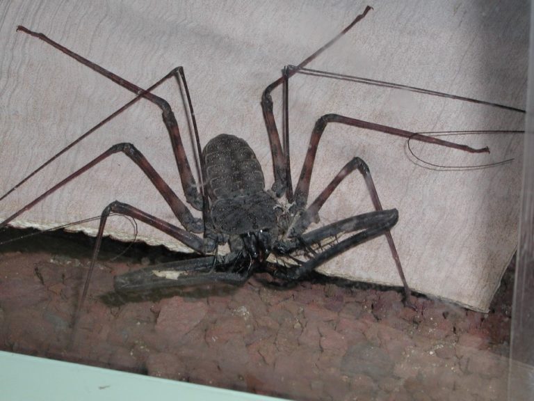 Des amblypyges nouvelles dans l&rsquo;Île de La Réunion