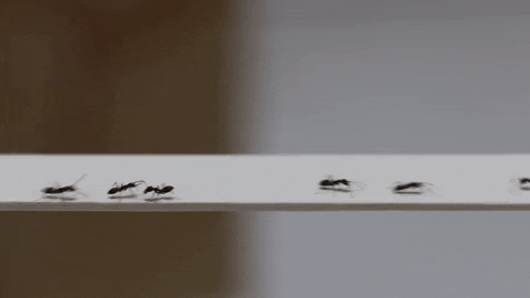 Traffic jams in ants? Impossible!