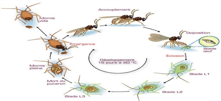 Les pucerons, des insectes passionnants et problématiques (2/2)