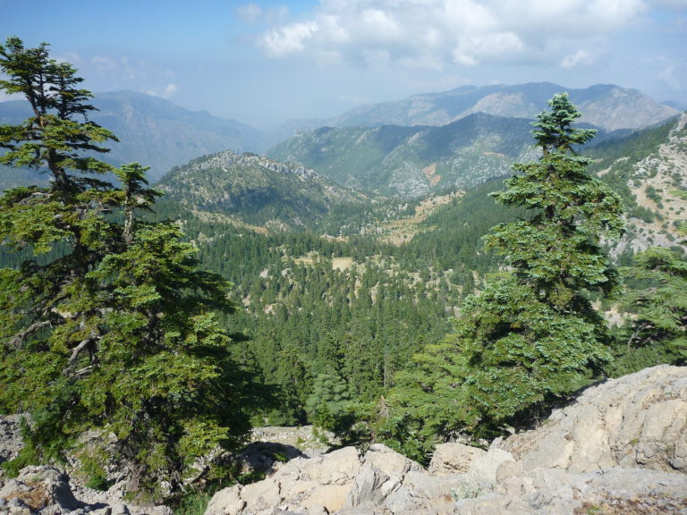 Un joyau méconnu et menacé : la sapinière de Talassemtane