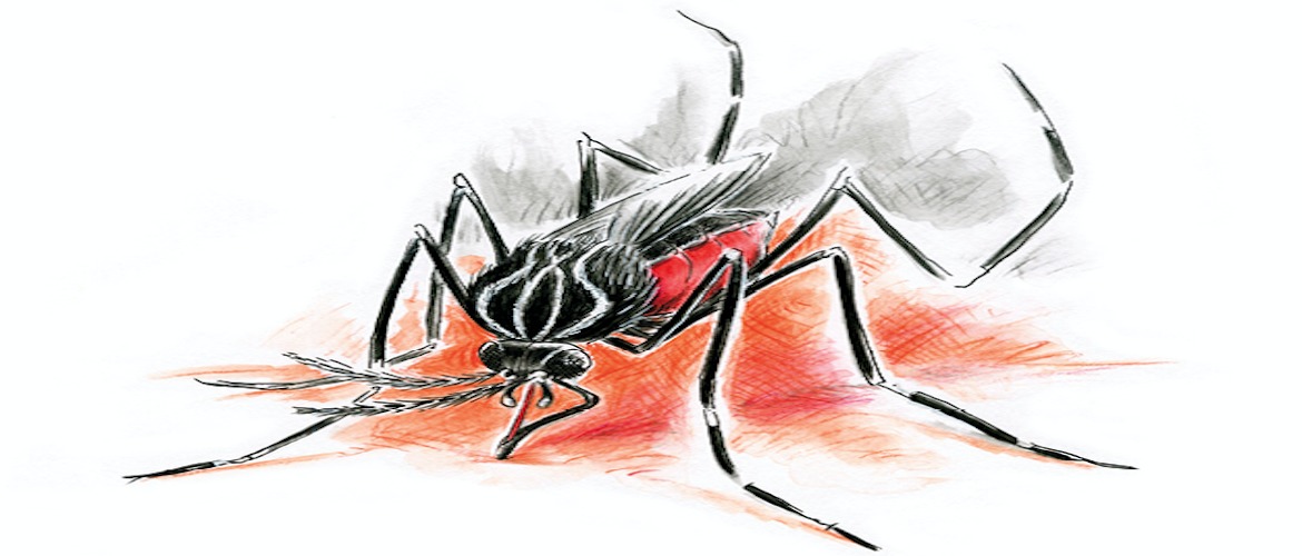 Les insecticides botaniques : des produits naturels contre les moustiques Aedes aegypti en Guyane ?