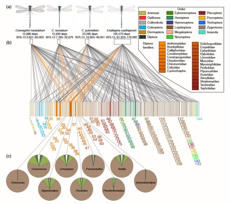 Les Odonates : de véritables prédateurs des airs