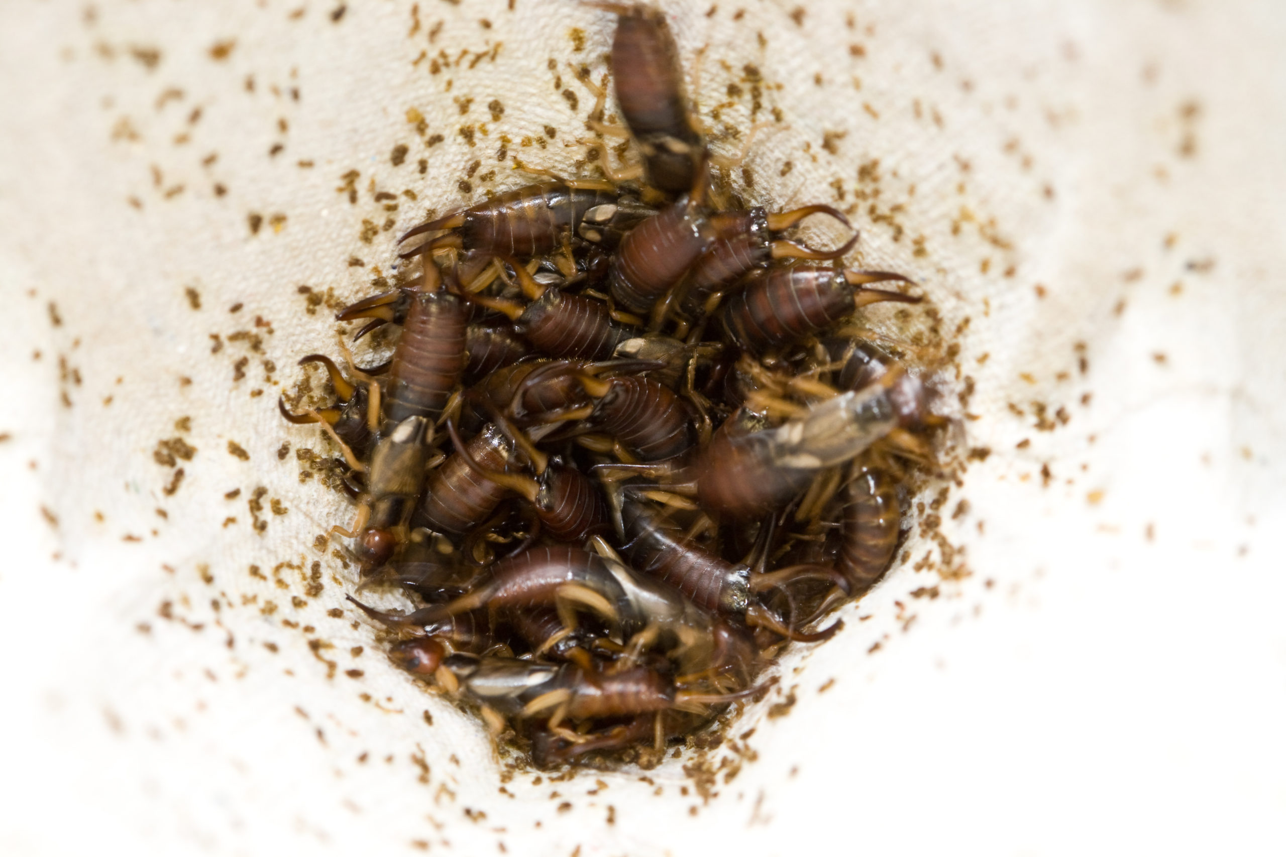 Le Perceoreille commun Forficula auricularia une vie de famille inattendue Passion Entomologie