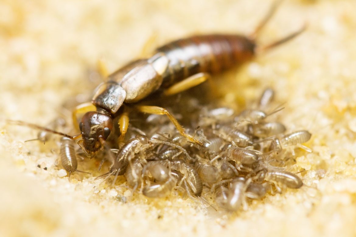 Le Perceoreille commun Forficula auricularia une vie de famille inattendue Le Perceoreille commun Forficula auricularia une vie de famille inattendue