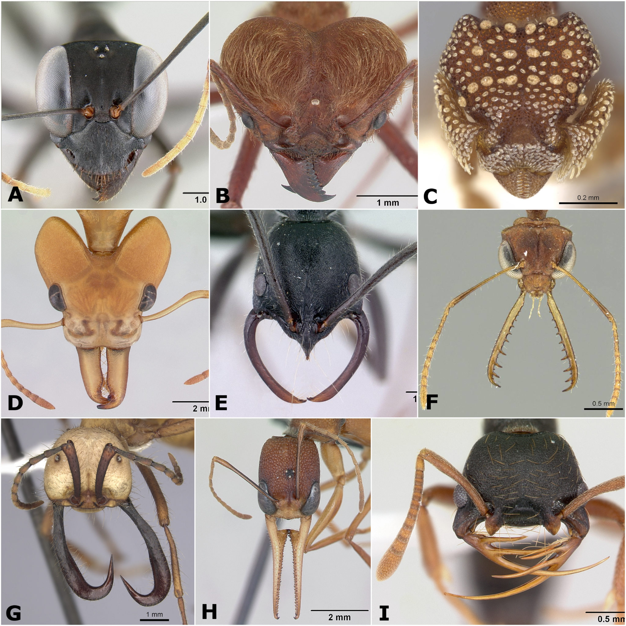 A propos de la découverte de deux espèces nouvelles de fourmis en