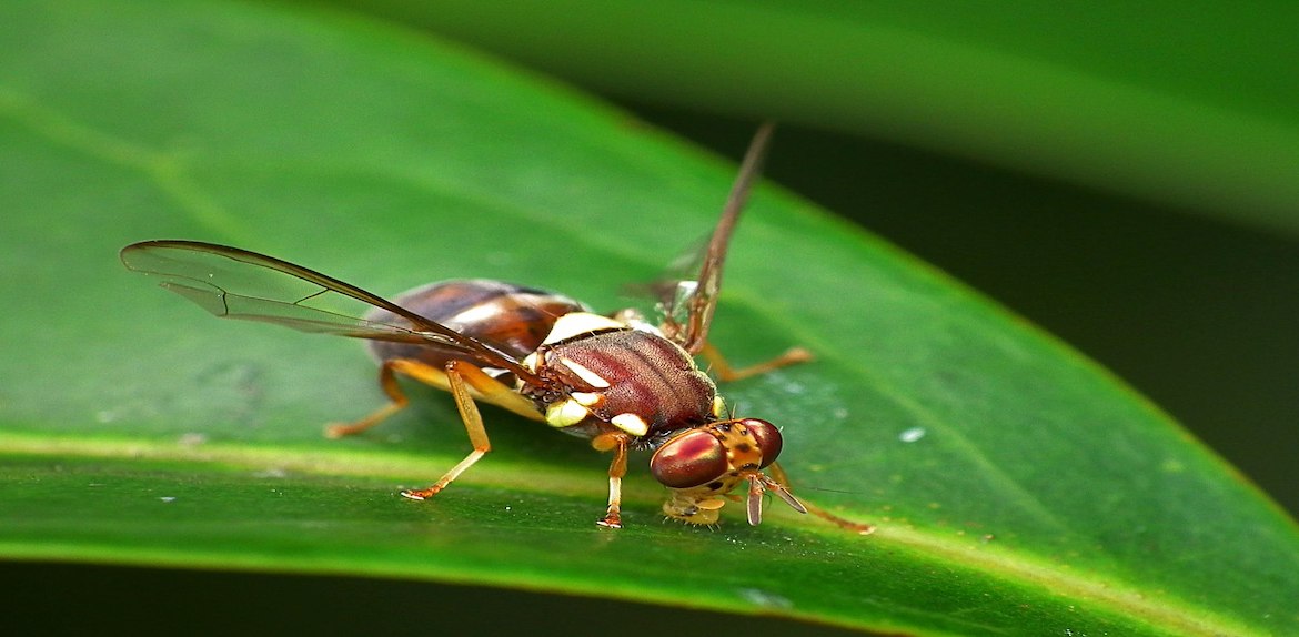 Les mouches Tephritidae reconnaissent leur prédateurs avec l’odorat puis adaptent leur comportement de fuite
