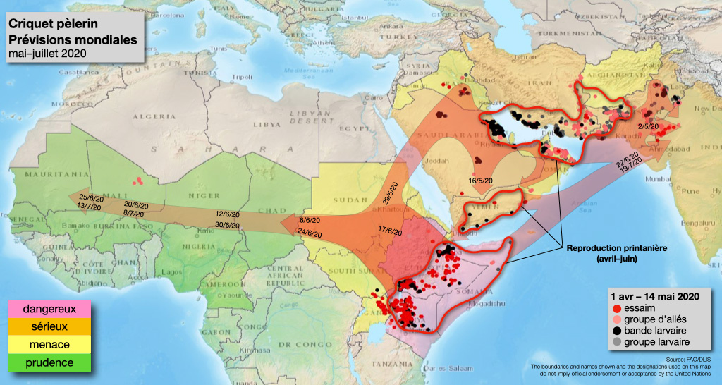 2020, l’invasion du Criquet pèlerin en Afrique de l’Est : récurrence d’un phénomène historique