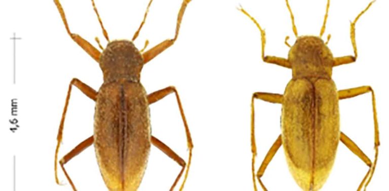 Plongée sous la surface de la terre : la formidable adaptation du vivant