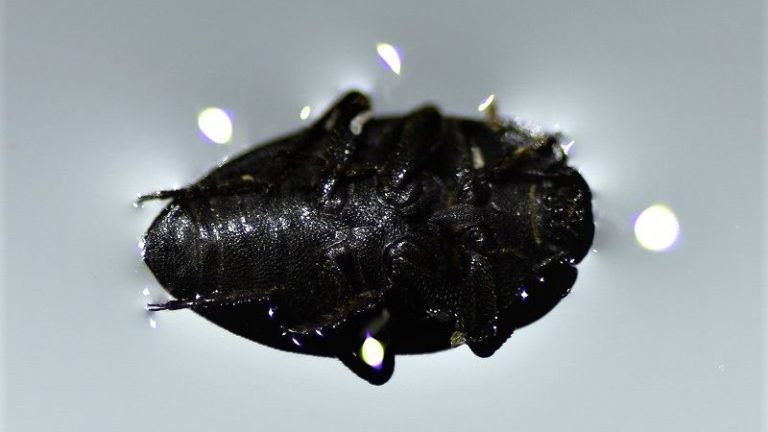 Des coléoptères flottant qui traversent des océans !