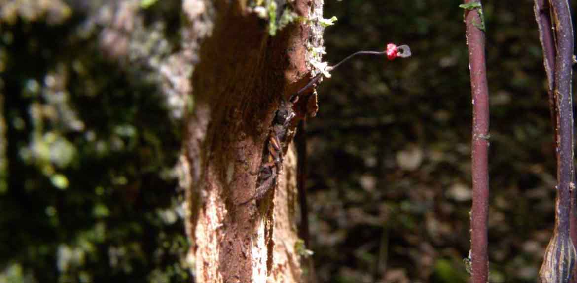 Champignons entomopathogènes : Synthèse