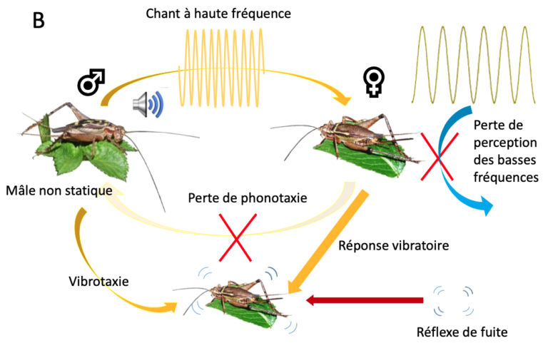 Les grillons Eneopterinae : un groupe modèle pour étudier l&rsquo;évolution et la communication