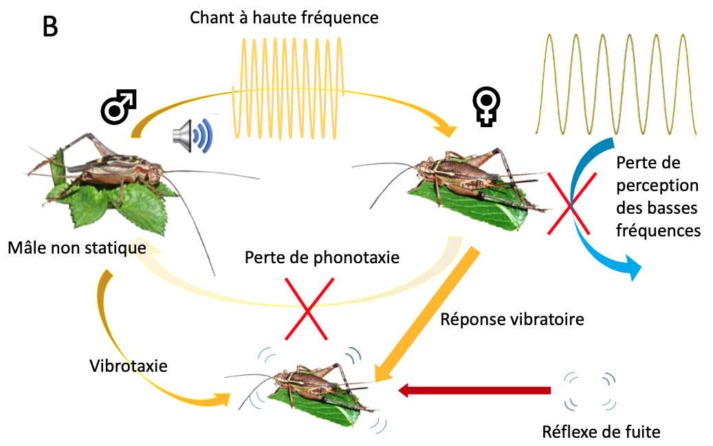 Les grillons Eneopterinae : un groupe modèle pour étudier l’évolution et la communication