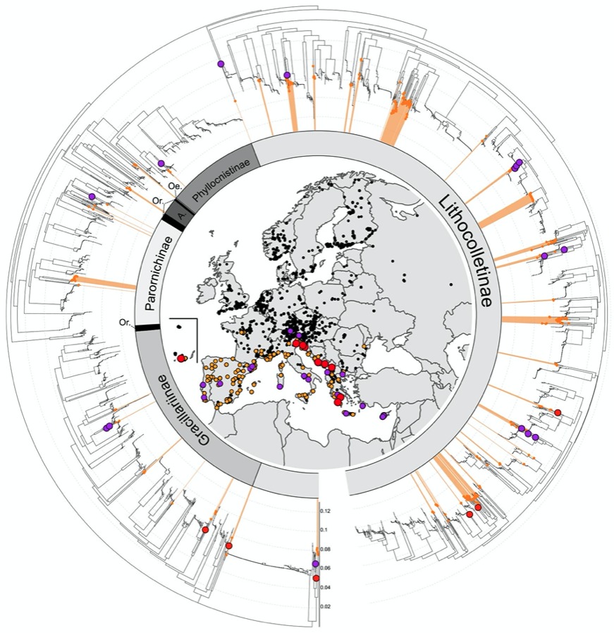 Les codes-barres ADN révèlent 21 potentielles nouvelles espèces de microlépidoptères européens